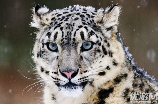 以下哪个国家没有雪豹 森林驿站6月25日每日一题答案