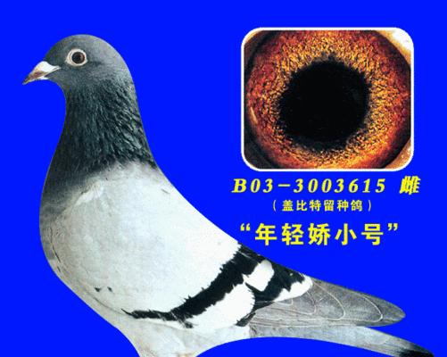 《王朝蓝色罩子是什么保护罩免战牌？》（详解保护罩免战牌的作用与应用领域）(蓝色王朝赛鸽值多少钱)